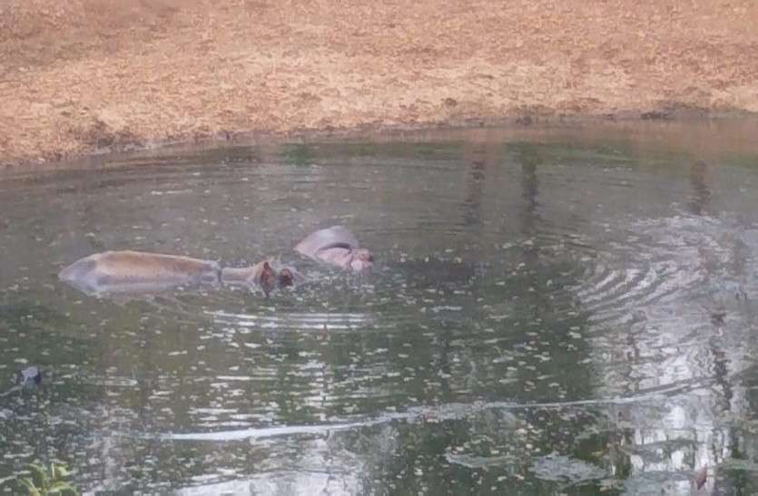 Hippo kid found in post-mortem In zoological garden in Chhattisgarh