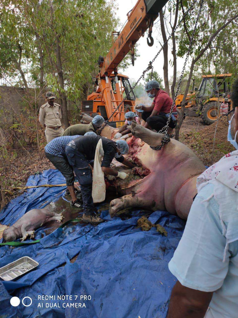 A separate committee will be formed to investigate death of hippo