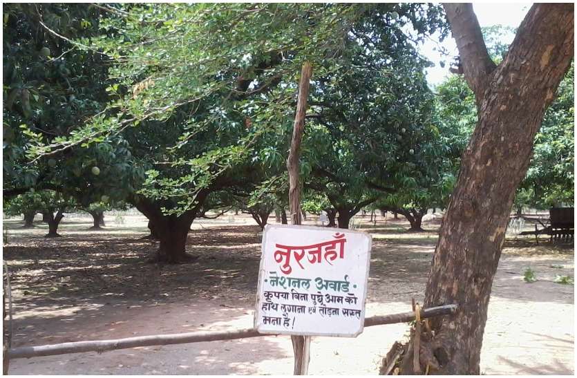 noorjahan mango price