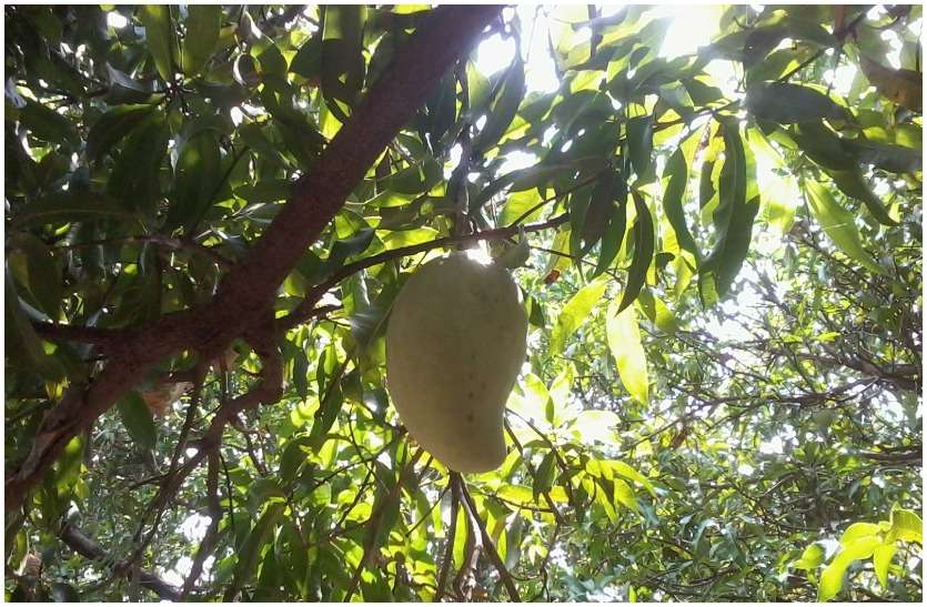 noorjahan mango price
