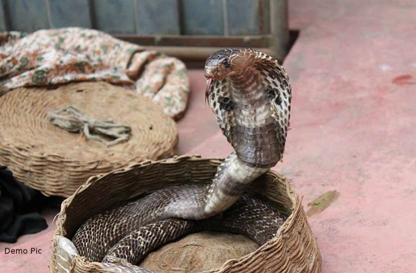 snake bite news