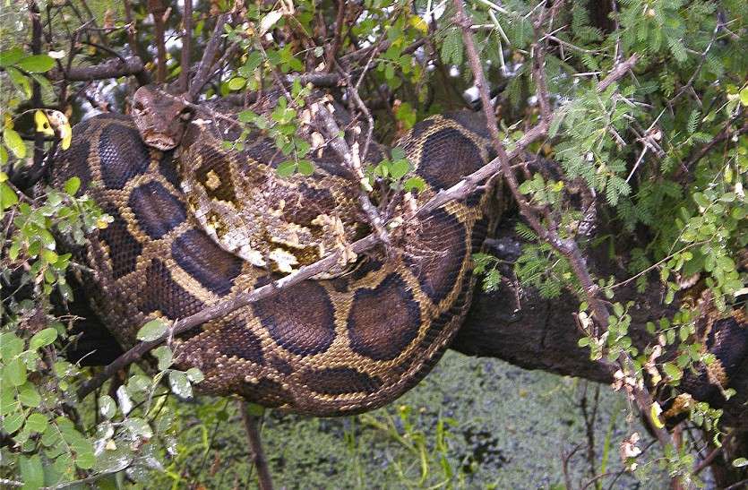 Python in tree