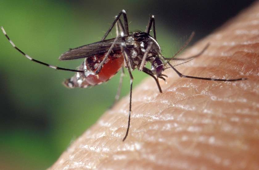 Mosquitoes have been almost completely wiped out