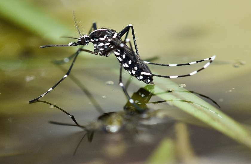 Asian Tiger Mosquito