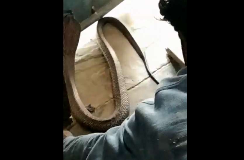 Rare Species of king cobra found : सीकर जिले के नागरवाला जोहड़ा गांव पिपराली में एक दुर्लभ प्रजाति का सांप देखने के बाद लोगों में दहशत के साथ आस्था की ब्यार बहने लगी।