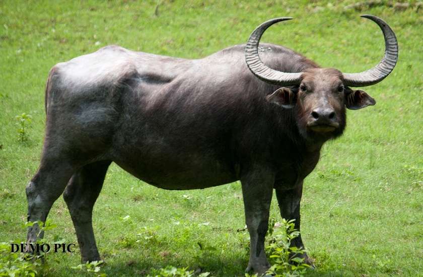 Wild water buffalo chhattisgarh