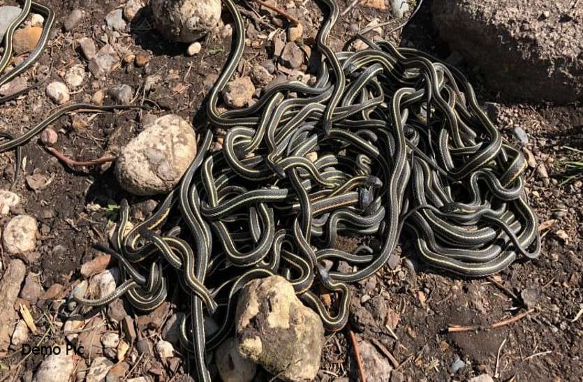deadly snakes found inside house