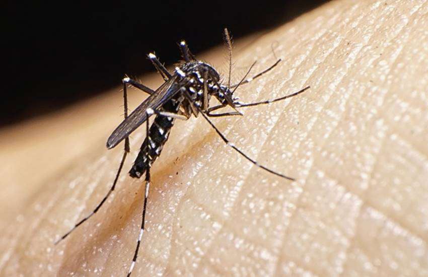 Dengue: Water accumulation at home will take heavy fines: डेंगू: घर में जल जमाव तो लगेगा भारी जुर्माना