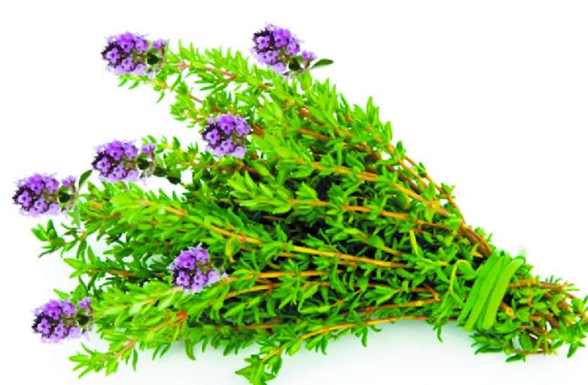 Thyme Herb Miraculous benefits