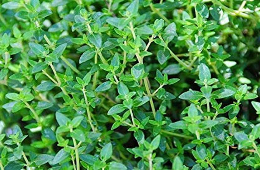 Thyme Herb Miraculous benefits