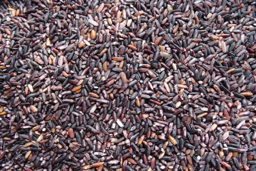 This rice is Black Gold of Manipur