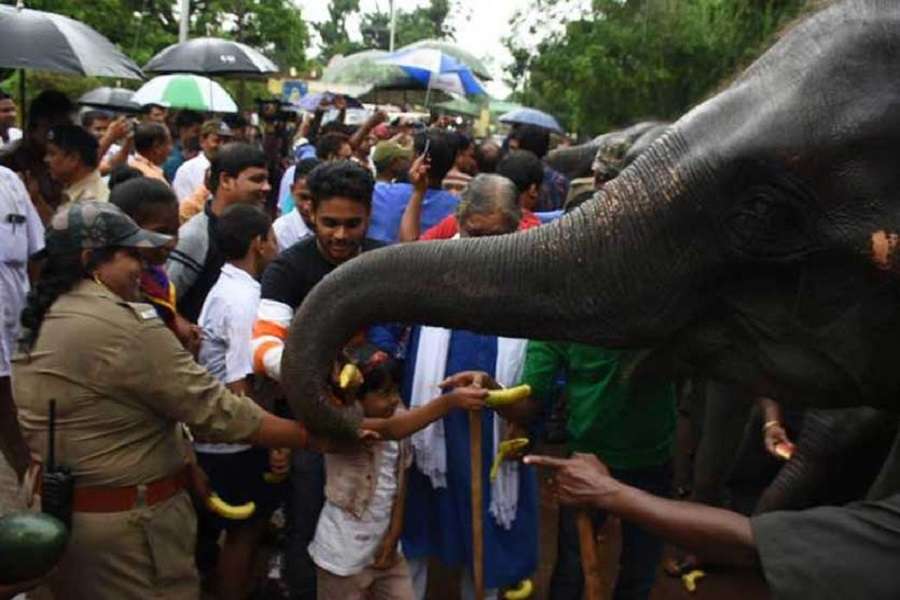 Odisha: घटे बाघ तो बढ़ गए हाथी, होता रहा संघर्ष नहीं बन पाए साथी