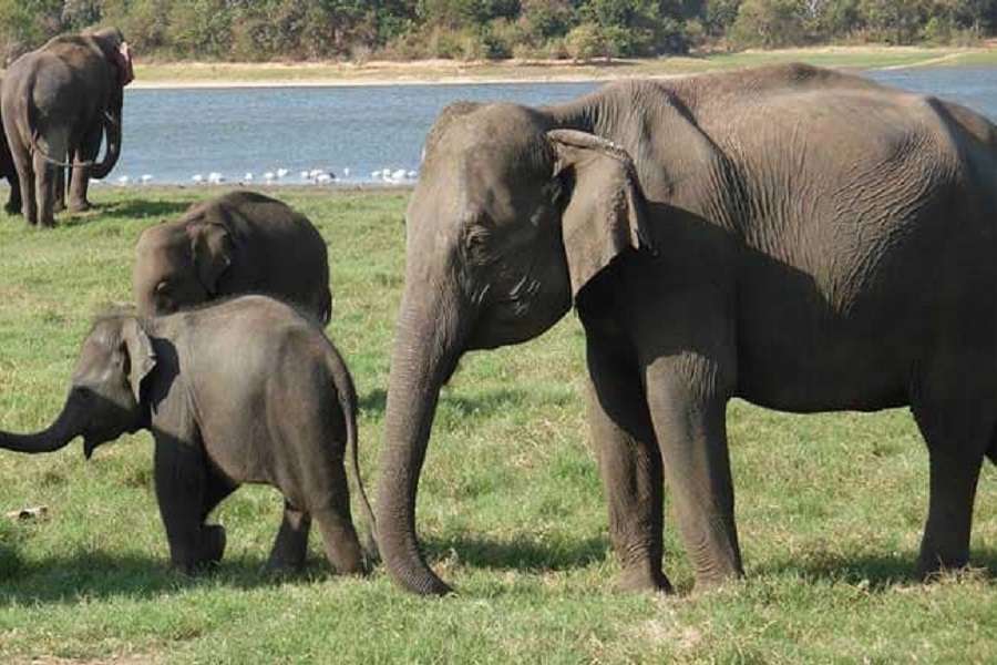 shocking: People Eating Elephant flash in north east states