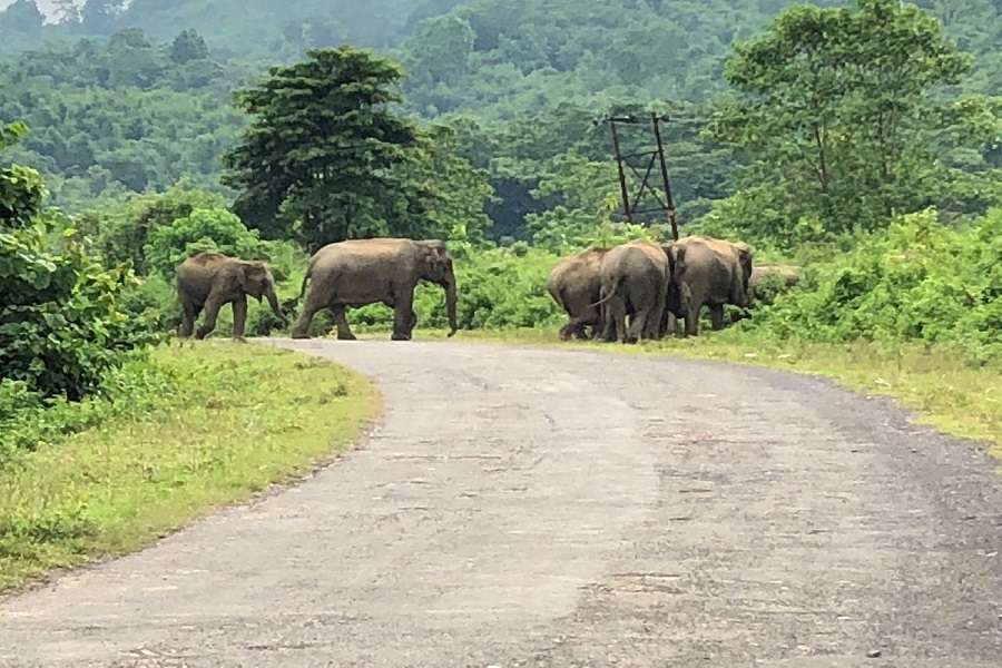 shocking: People Eating Elephant flash in north east states