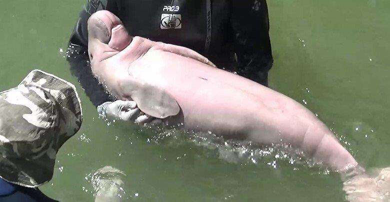 sea dugong