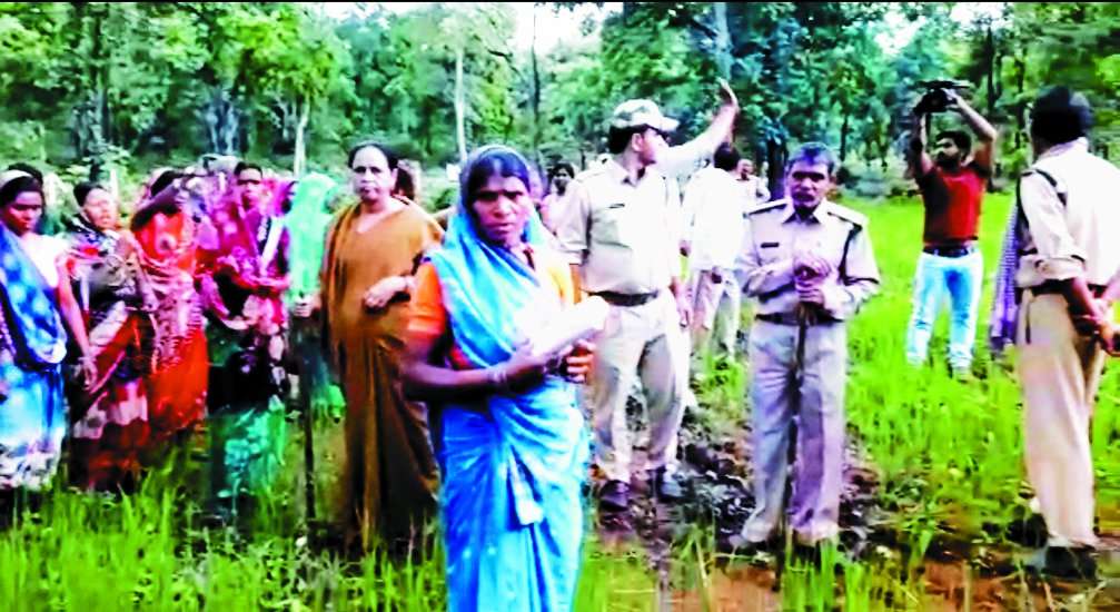 Forest department was planting saplings amidst standing crop