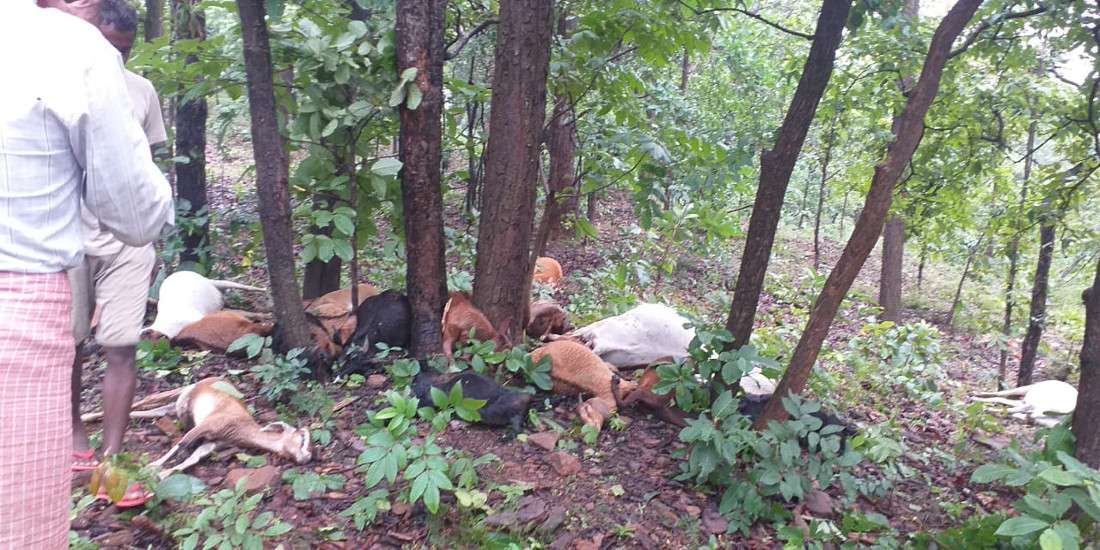 गाज गिरने से 26 मवेशियों की मौत, जंगल में यहां वहां बिखरीं लाश देख सिर पकड़कर बैठ गए मवेशी मालिक