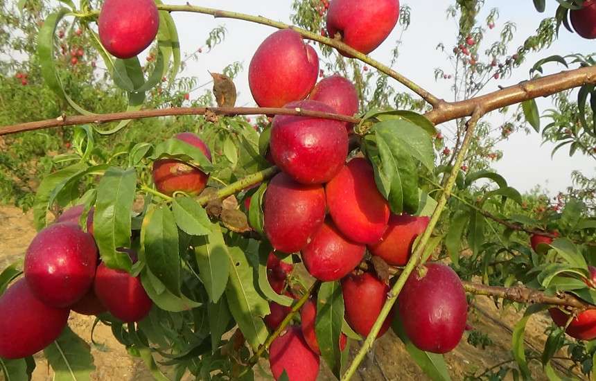 छत्तीसगढ़ में सेब का पहला बागान यहां तैयार, मिलेंगे लाल व हरे सेब, हिमाचल प्रदेश जैसा यहां सबकुछ