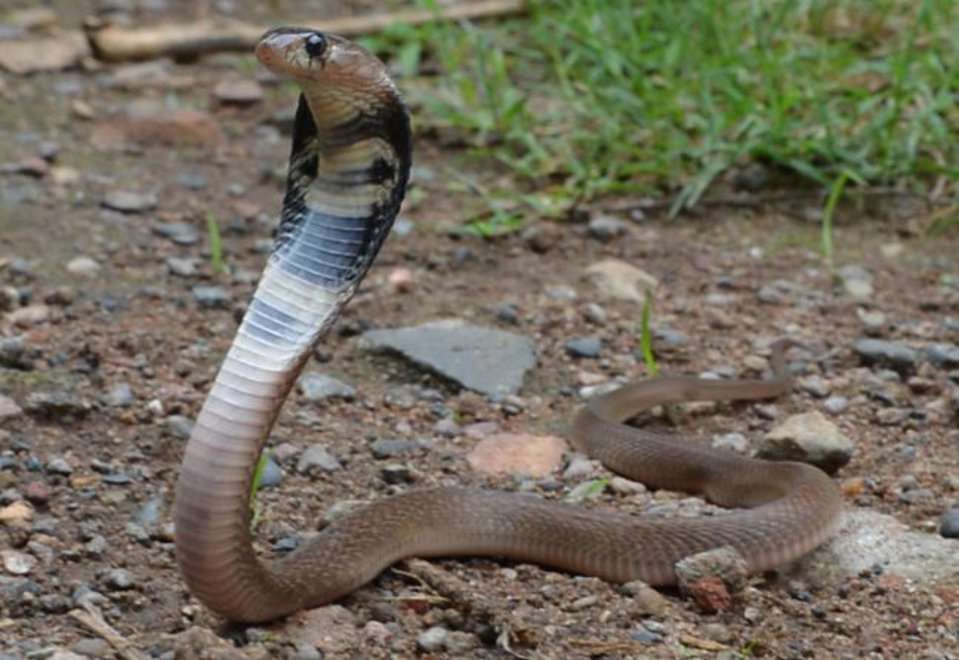 Half a hundred deaths in two months due to snake bite, know how to pro