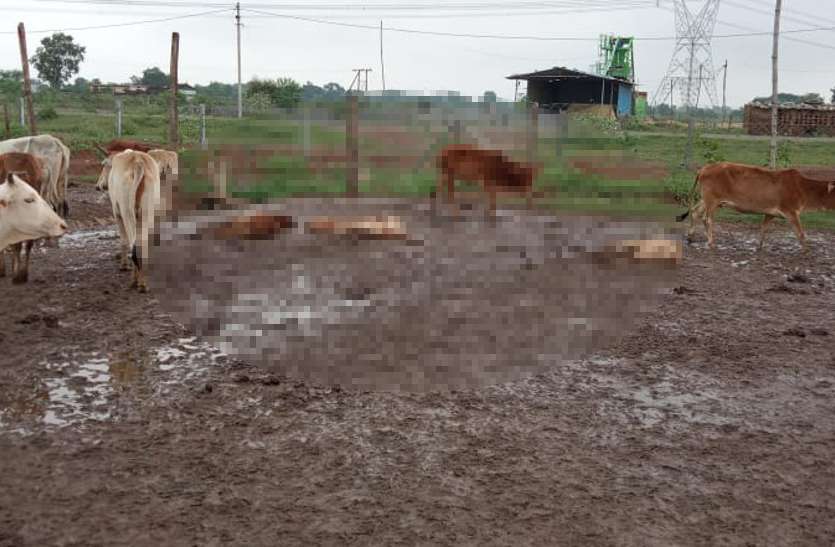 CM भूपेश ने गौठान में हुए 9 गायों की मृत्यु पर दिए जांच के निर्देश, अधिकारियों में मचा हड़कंप