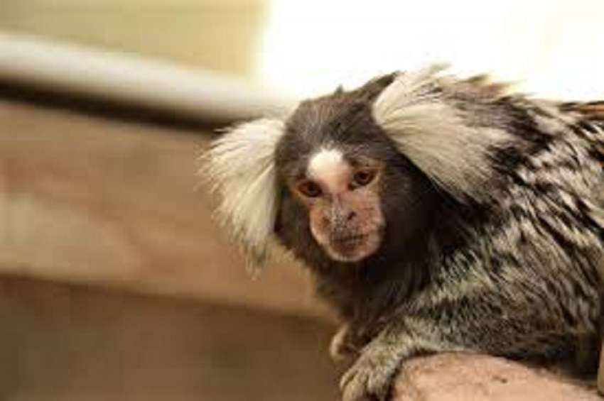 आर्थिक अपराधों की जांच करने वाले ईडी ने क्यों अटैच किए नटखट बंदर, चिंपाजी