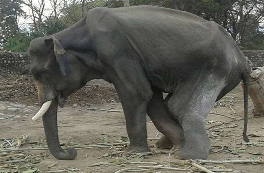 NandanKanan: 25 दिन में चार हाथियों को लील गया हरपीज, तीन मरणासन्न