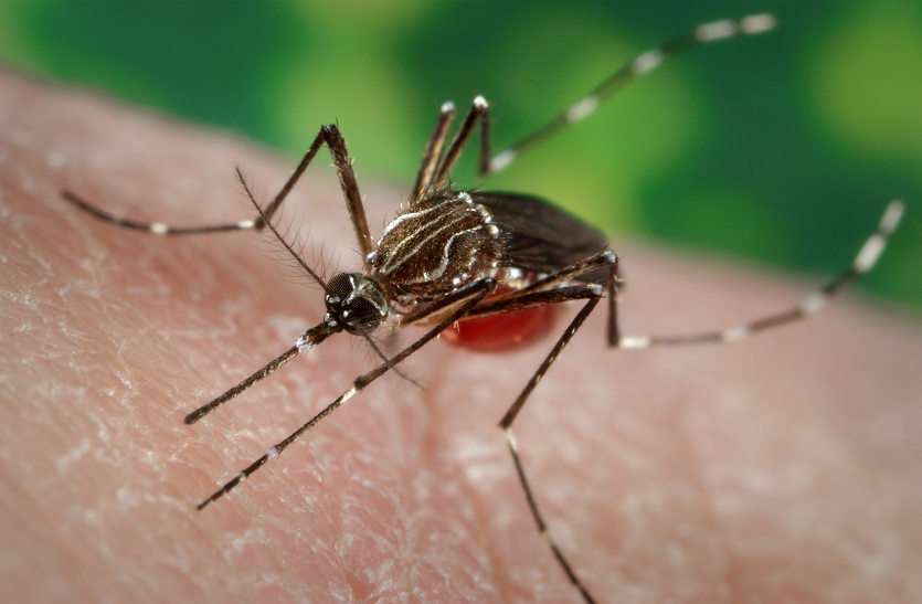 Dengue जयपुर में डेंगू के सात मरीज मिले