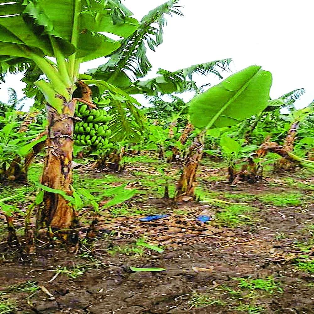 किसानों को सता रहा है पनामा बिल्ट रोग का प्रकोप, केले की फसल को कर जाते है चट