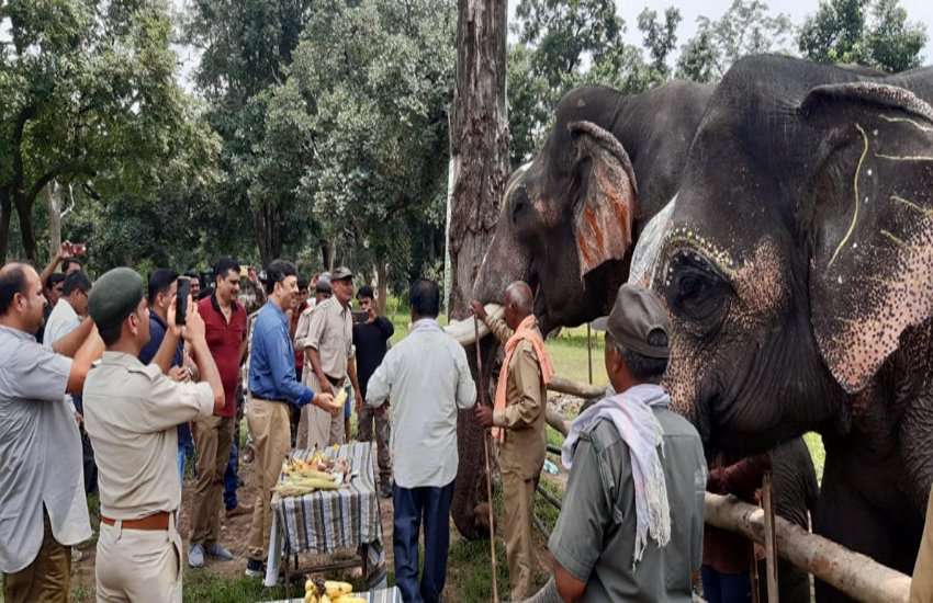 elephant Attack in bandhavgarh national park,