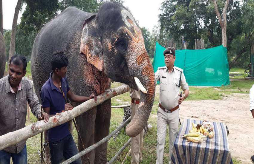 elephant Attack in bandhavgarh