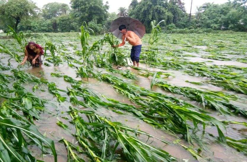 Water on farmers' hard work in bhilwara