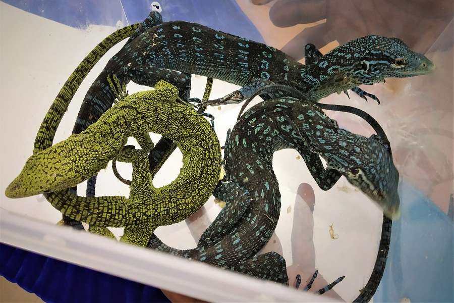 Juvenile pythons Lizards seized at Chennai Airport