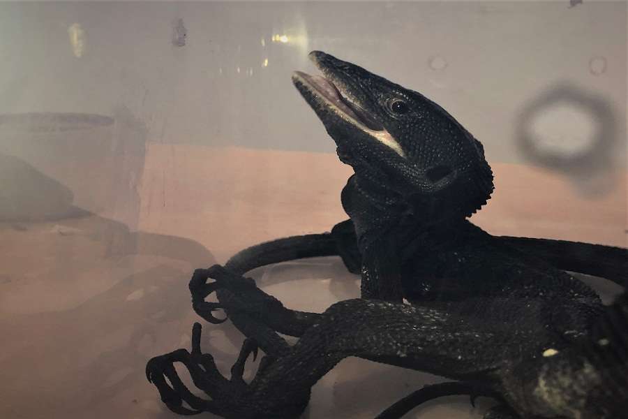 Juvenile pythons Lizards seized at Chennai Airport