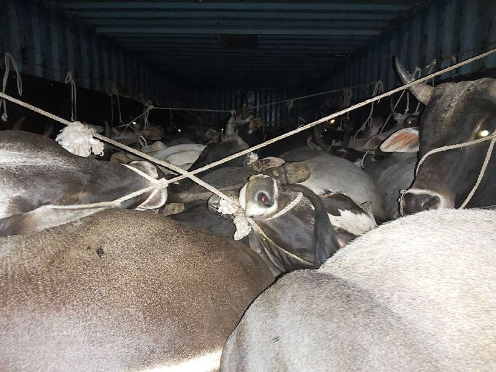 Cattle smuggling in panna