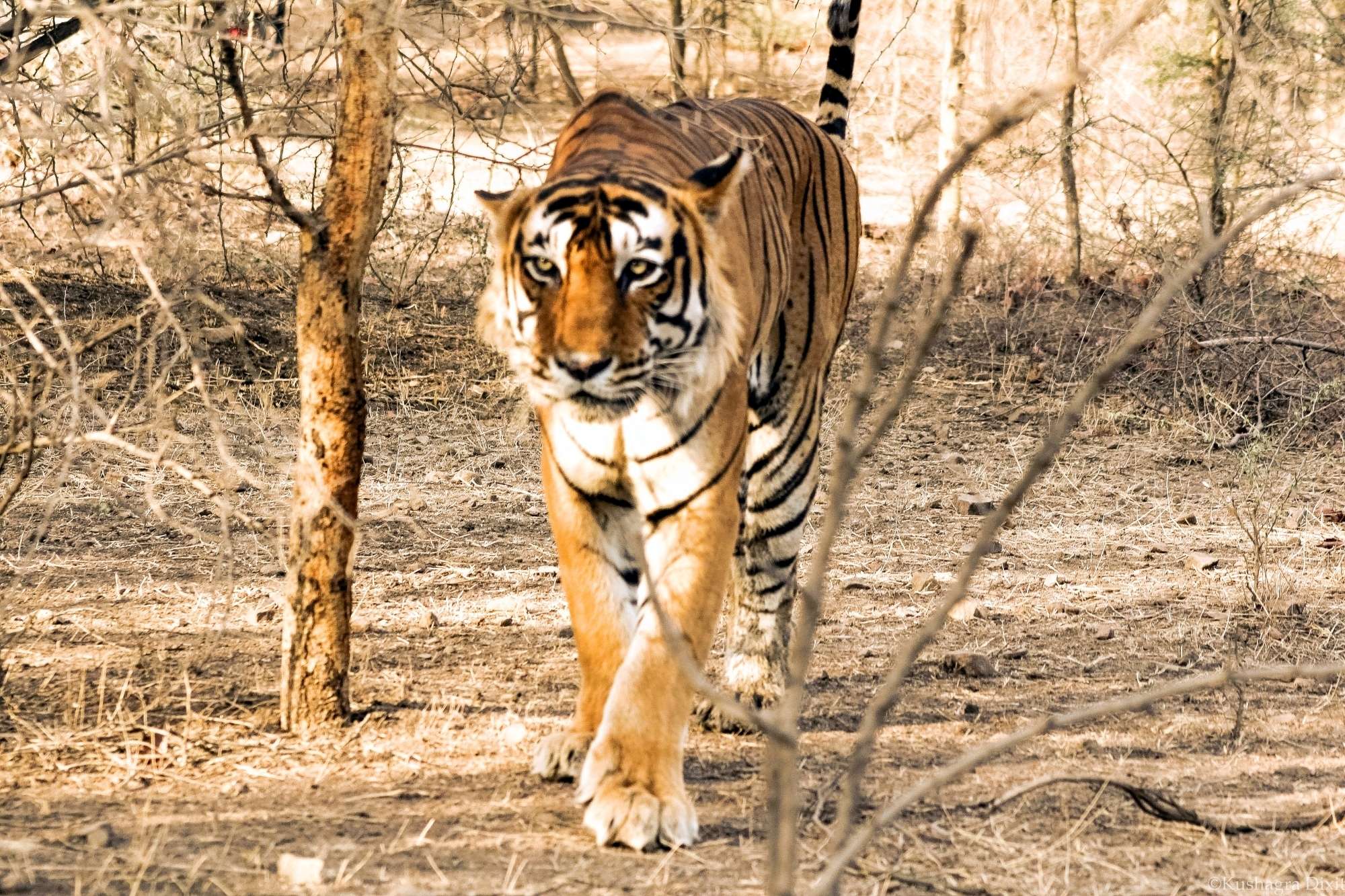 Tiger Death Pesticide