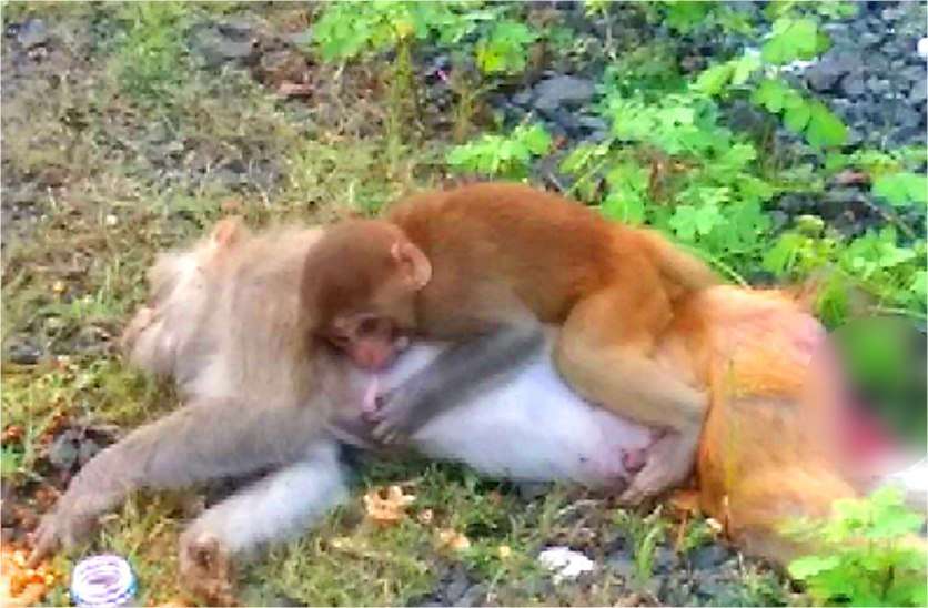 maa ki mamta: baby monkey weeps over mothers carcass in high way