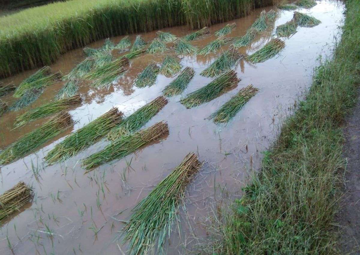 बेमौसम बारिश: भरुच जिले में 1.44 लाख हेक्टेयर में फसलें बर्बाद