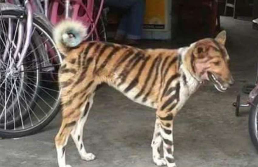 dog_is_a_tiger_for_monkey.jpg