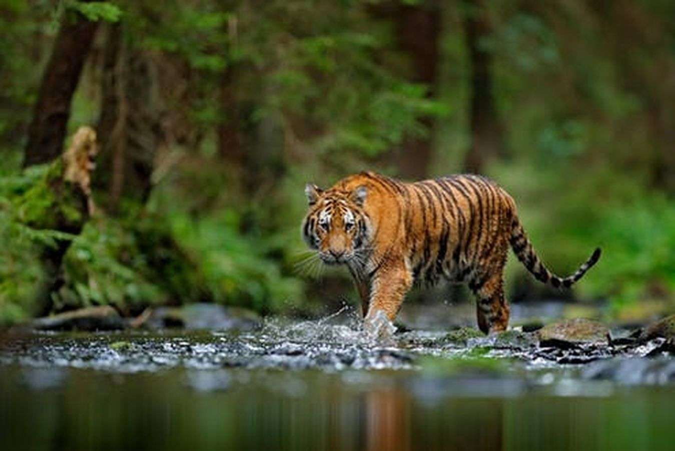 Badwah Tiger reserve