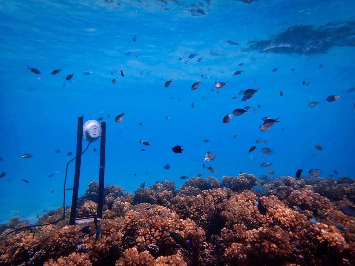 मृत प्रवालों को लाउडस्पीकर से स्वस्थ प्रवालों की ध्वनि सुना कर रहे इलाज