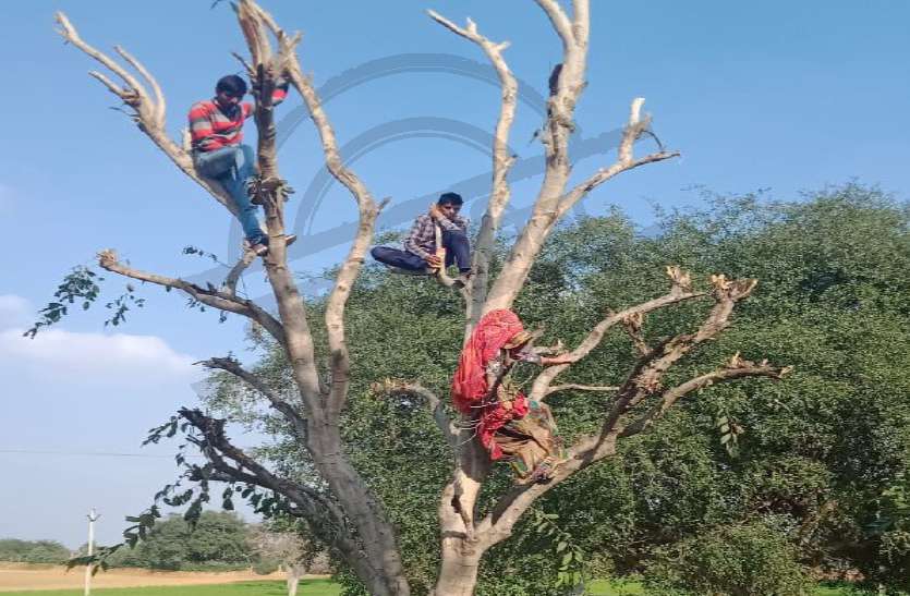 VIDEO: सीकर के रामपुरा गांव में जबरदस्त हंगामा, महिला ने फांसी लगाई, पेड़ पर चढ़े ग्रामीण दे रहे कूदने की धमकी