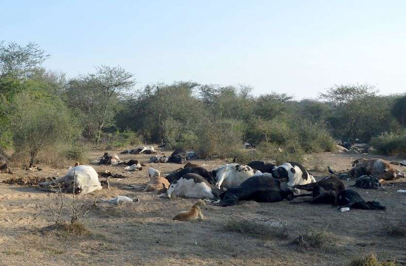 राजस्थान: गोशाला में 150 गायों की हत्या ! एक साथ इतनी लाशें देख फट पड़ा कलेजा