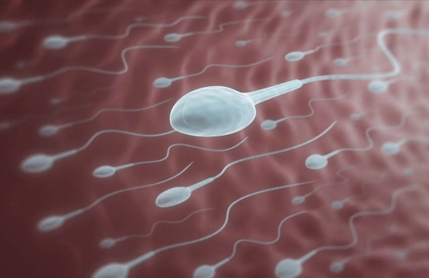 Corona Affects Spermatogenesis: Corona Affects Sperm Count Along With Lungs