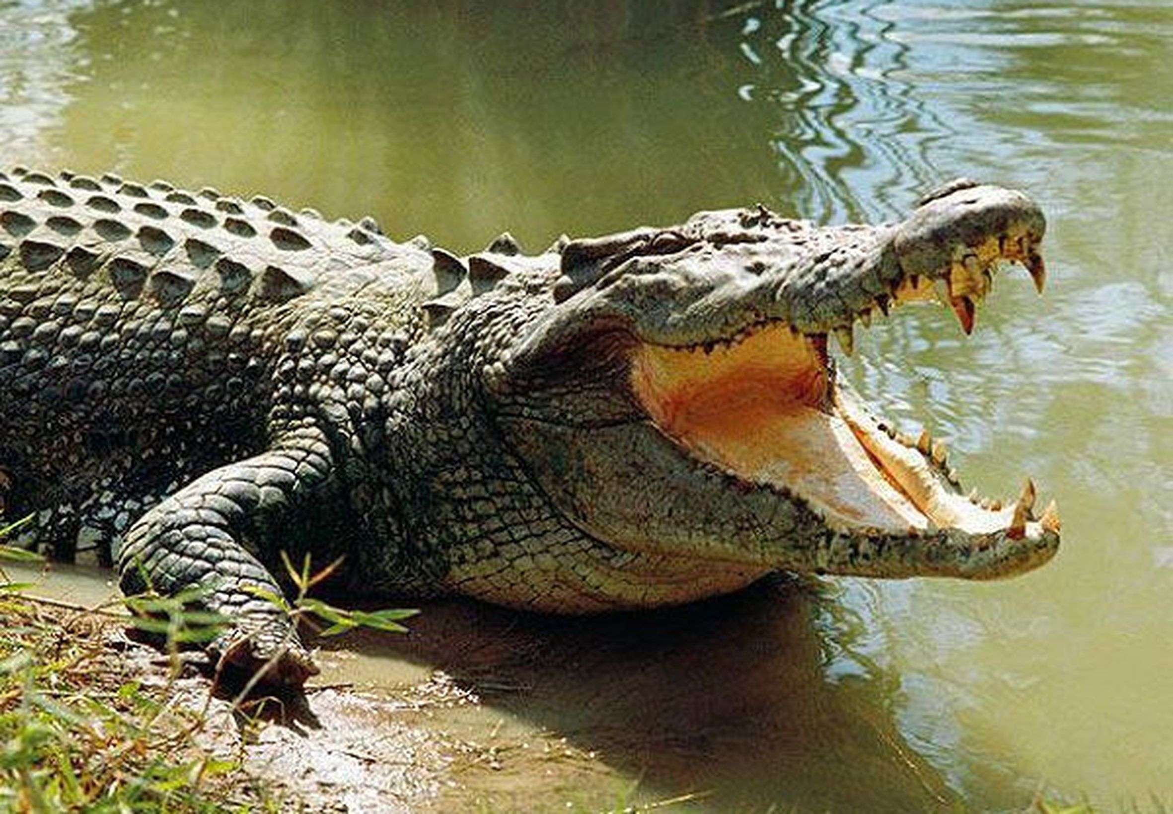 Crocodile appears on river bank in submerged village Jangarwa