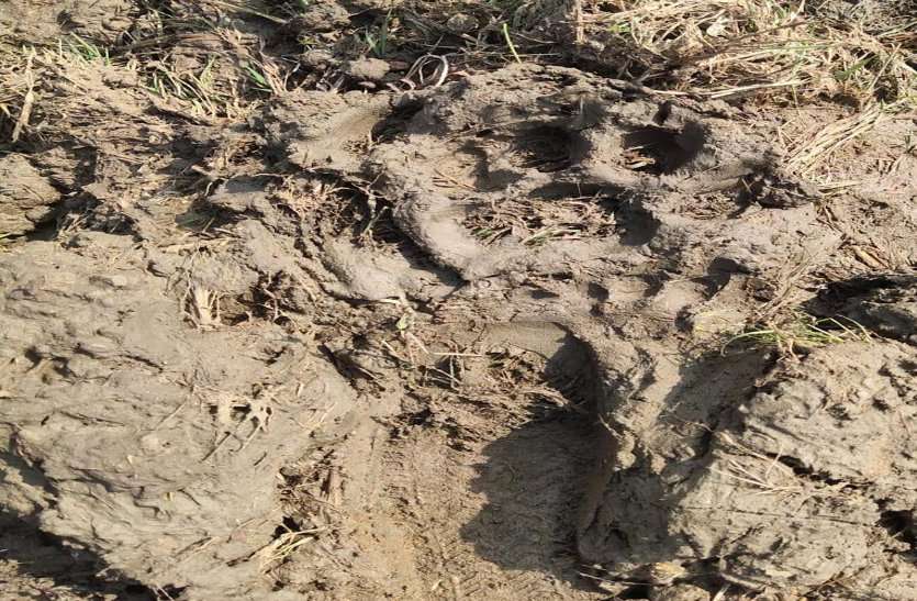 बीते एक महीने से बाघ छका रहा वन अमला को, अब मेनखेड़ा जंगल क्षेत्र में मिले बाघ के पैर के निशान, लोगों में दहशत कायम