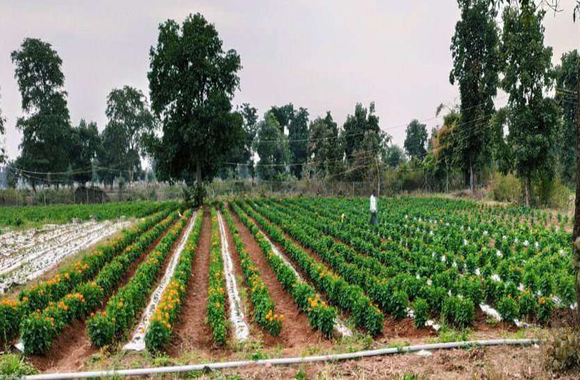 Unique story of success in farming of girl farmer