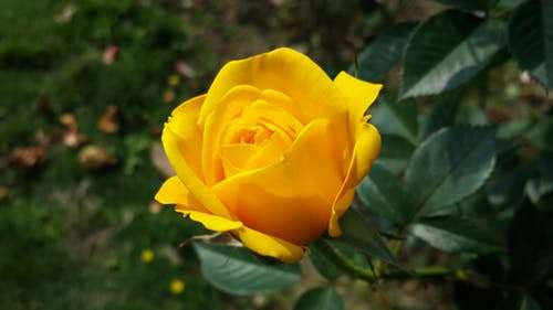 yellow_rose.jpeg