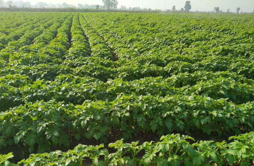 Potato farming is making millions of rupees profit for the farmer