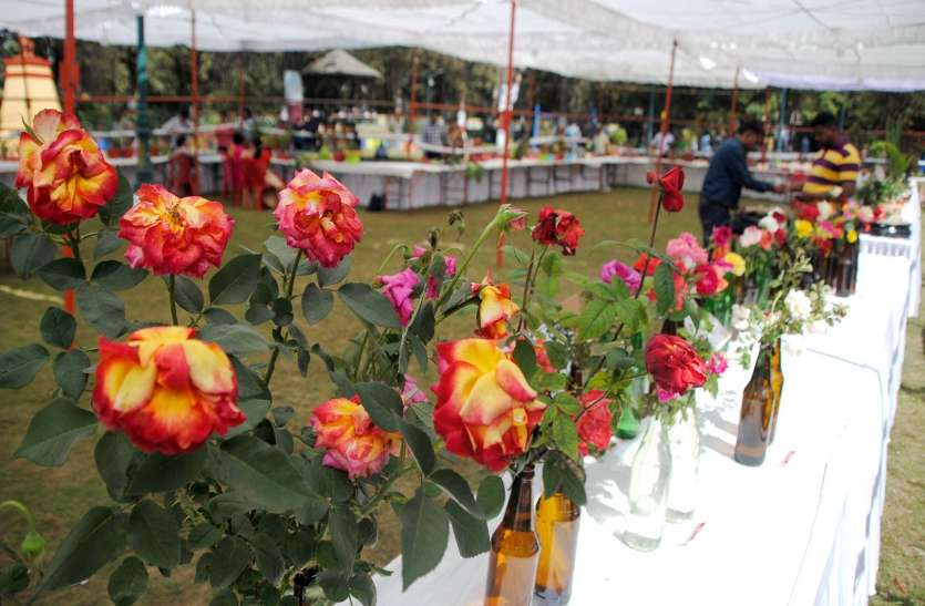 दुर्ग फ्लावर शो : हरा और काला गुलाब सहित बोनसाई पौधे रहे आकर्षण के केंद्र