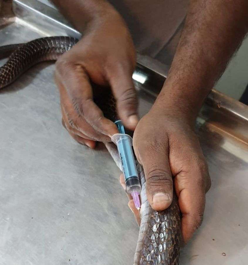 rescued Cobra Snake Operated in Betul Animal Hospital Madhya Pradesh